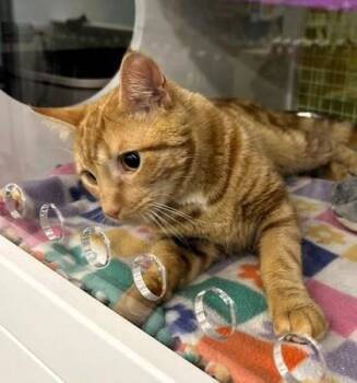 Domestic Short Hair Cats Available for Adoption in Kansas City, Missouri - Orange Fanta | PetCurious