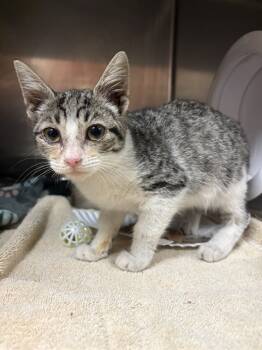 Rescue Domestic Short Hair Cats for Adoption in Rancho Cucamonga, California - CHOBANI | PetCurious