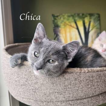 Chica -  Domestic Medium Hair Cat for Adoption in Murfreesboro, Tennessee - Chica | PetCurious