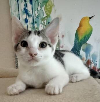 Chai -  Domestic Short Hair Cat for Adoption in Oviedo, Florida - Chai | PetCurious