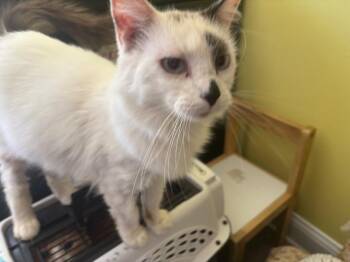 Domestic Long Hair Cats Available for Adoption in Gorham, Maine - Eclair | PetCurious