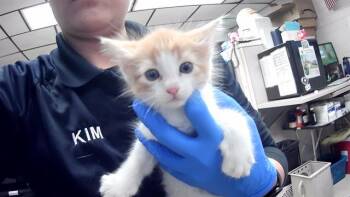 HARRY -  Domestic Short Hair Cat for Adoption in Stockton, California - HARRY | PetCurious