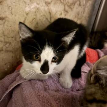 Zuko -  Domestic Short Hair Cat for Adoption in Sioux Falls, South Dakota - Zuko | PetCurious