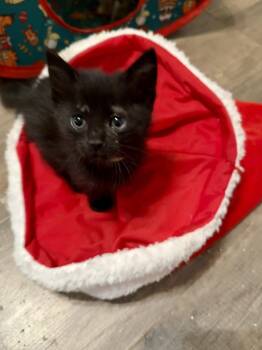 Hershey -  Domestic Short Hair Cat Available for Adoption in Snyder, Texas - Hershey | PetCurious