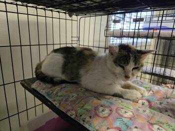 Misty -  Calico Cat for Adoption in Maquoketa, Iowa - Misty | PetCurious