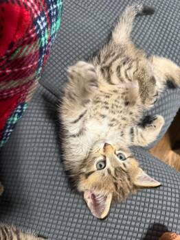Artemis -  Domestic Medium Hair Cat for Adoption in Chicago, Illinois - Artemis | PetCurious