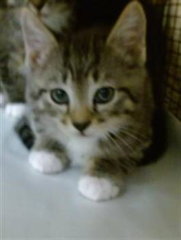Domestic Short Hair Cats Available for Adoption in Doral, Florida - DEWY | PetCurious