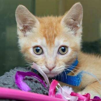 SPARK -  Domestic Short Hair Cat for Adoption in St. Louis, Missouri - SPARK | PetCurious