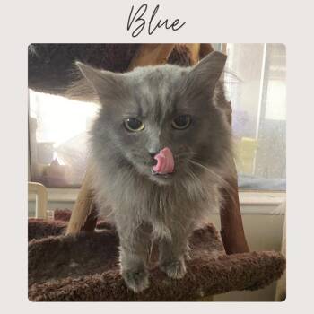 Russian Blue and Domestic Long Hair Cats Available for Adoption - BLUE | PetCurious