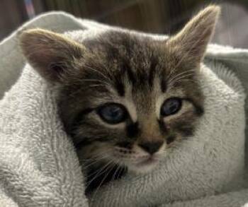 Gumball -  Domestic Medium Hair and Domestic Short Hair Cat for Adoption in Roseville, California - Gumball | PetCurious