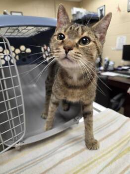 ESME -  Domestic Short Hair Cat for Adoption in Aliquippa, Pennsylvania - ESME | PetCurious