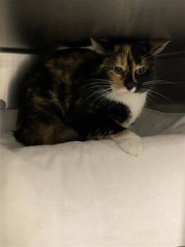 Masha -  Domestic Medium Hair and Domestic Short Hair Cat for Adoption in Montreal, Quebec - Masha | PetCurious