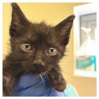 Dark Green Collar -  Domestic Short Hair Cat for Adoption in Los Angeles, California - Dark Green Collar | PetCurious