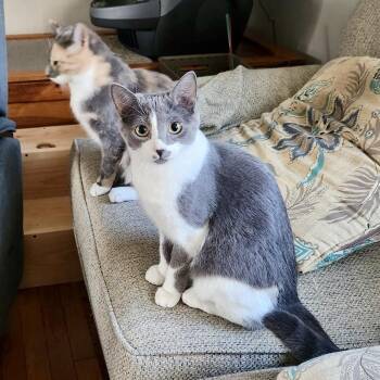 Rescue Domestic Short Hair Cats for Adoption in Bethel, Connecticut - Chessy | PetCurious