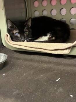 Honk (E30) -  Domestic Short Hair Cat for Adoption in Lafayette, Indiana - Honk (E30) | PetCurious