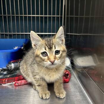 Furest Whittaker -  Domestic Short Hair Cat for Adoption in Idaho Falls, Idaho - Furest Whittaker | PetCurious