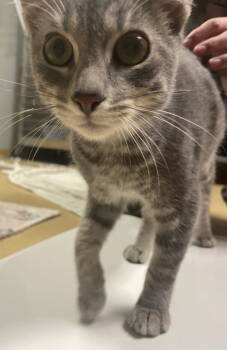 Rescue Domestic Short Hair Cats for Adoption in Oviedo, Florida - Caleb | PetCurious