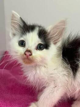 Junebug -  Domestic Medium Hair Cat for Adoption in Bolivar, Missouri - Junebug | PetCurious