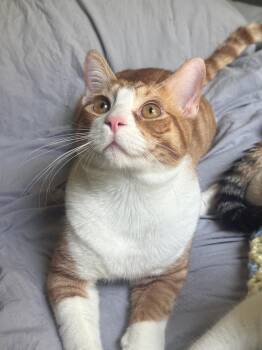 Domestic Short Hair Cats Available for Adoption in Covington, Louisiana - Tango | PetCurious