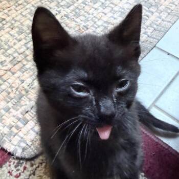 Rhea aka Juno -  Domestic Short Hair Cat for Adoption in Cumming, Georgia - Rhea Aka Juno | PetCurious