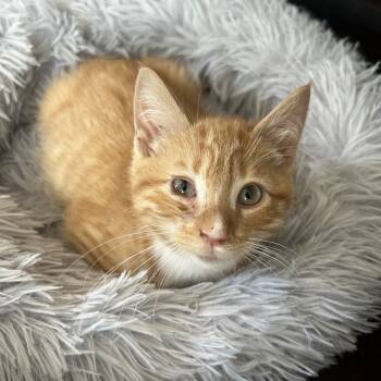 Rescue Domestic Short Hair Cats for Adoption in Huntsville, Alabama - Craig | PetCurious