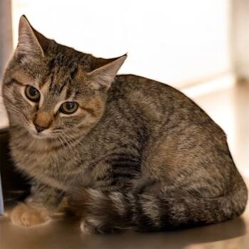 Rescue Domestic Short Hair Cats for Adoption in Cape Coral, Florida - Susan | PetCurious