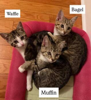 Tabby Cats Available for Adoption - Waffle, Muffin And Bagel | PetCurious
