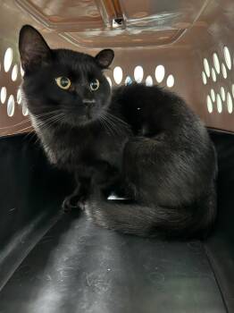 Rogue -  Domestic Short Hair Cat for Adoption in Bloomington, Indiana - Rogue | PetCurious