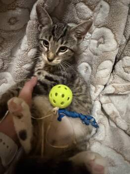 Blondie -  American Shorthair Cat for Adoption in Paulina, Louisiana - Blondie | PetCurious