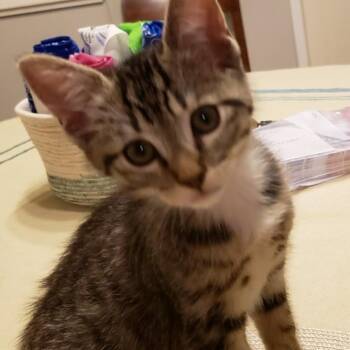 Parrot -  Domestic Short Hair Cat for Adoption in Los Angeles, California - Parrot | PetCurious