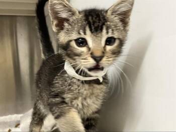 Domestic Short Hair Cats Available for Adoption in Tustin, California - MONKEY | PetCurious