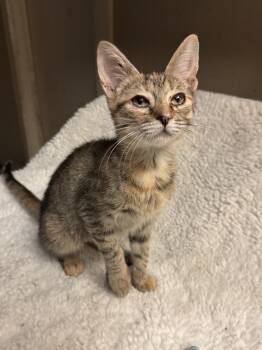 Meadow -  Tabby Cat for Adoption in Alexandria, Louisiana - Meadow | PetCurious