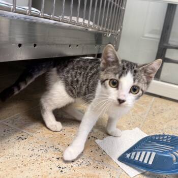 PASSION FRUIT -  Domestic Short Hair Cat for Adoption in La Crescent, Minnesota - PASSION FRUIT | PetCurious