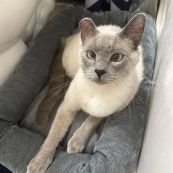Domestic Short Hair Cats Available for Adoption in Renton, Washington - Olaf (Bonded To Blue) | PetCurious