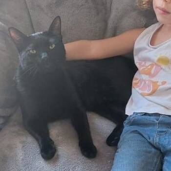 Rescue Egyptian Mau Cats for Adoption in Brampton, Ontario - Turbo | PetCurious