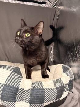 MERLE -  Domestic Short Hair Cat for Adoption in Grovetown, Georgia - MERLE | PetCurious