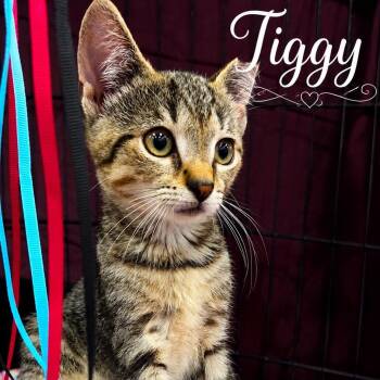 Tiggy -  Domestic Short Hair Cat for Adoption in West Orange, New Jersey - Tiggy | PetCurious