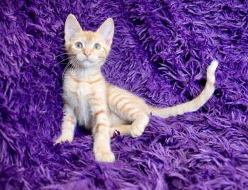 Basil -  Tabby Cat for Adoption in St. Augustine, Florida - Basil | PetCurious