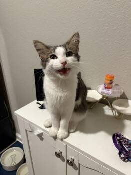 Vampurr -  Domestic Medium Hair Cat for Adoption in Austin, Texas - Vampurr | PetCurious