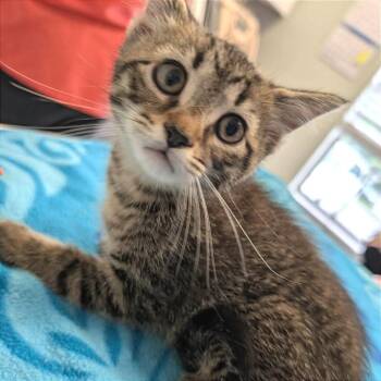 Mai Tai -  Domestic Short Hair Cat for Adoption in Cumming, Georgia - Mai Tai | PetCurious