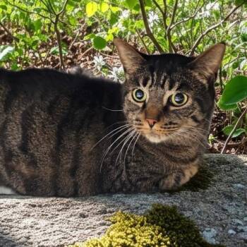 Domestic Short Hair Cats Available for Adoption - HENRY | PetCurious