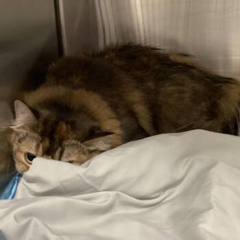 Miel -  Persian and Himalayan Cat for Adoption in Tampa, Florida - Miel | PetCurious