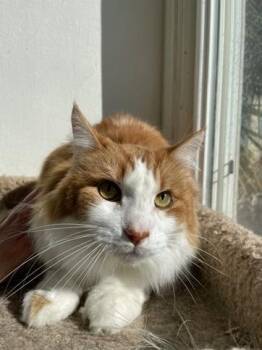 Rescue Domestic Long Hair and Maine Coon Cats for Adoption in San Francisco, California - Rusty | PetCurious