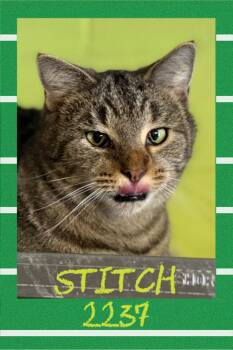 American Shorthair Cats Available for Adoption - Stitch | PetCurious