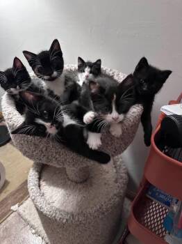 American Curl Cats Available for Adoption in Libertyville, Illinois - Chris | PetCurious