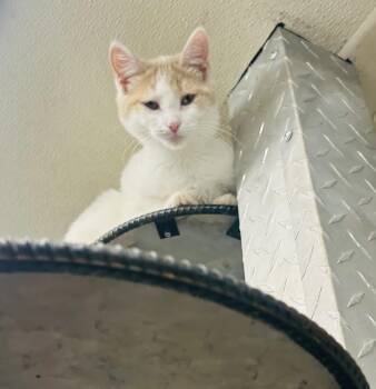 Rescue Domestic Short Hair Cats for Adoption in Plymouth, Connecticut - Ophelia | PetCurious