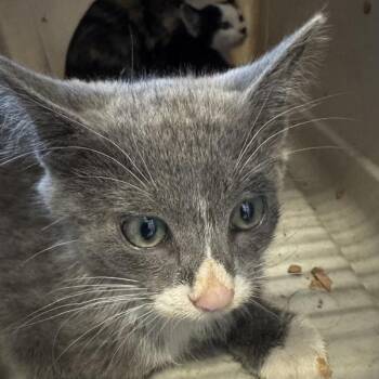 Tom -  Domestic Short Hair Cat for Adoption in Des Moines, Iowa - Tom | PetCurious