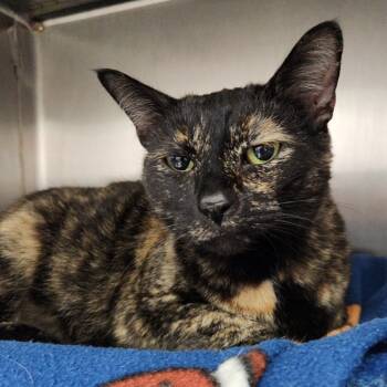 Rescue Domestic Short Hair Cats for Adoption in Fort Wayne, Indiana - Frida | PetCurious