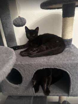 Rescue Domestic Short Hair Cats for Adoption in Huntington Beach, California - Athena | PetCurious