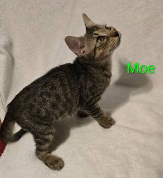 Moe -  Domestic Short Hair Cat for Adoption in Bossier City, Louisiana - Moe | PetCurious